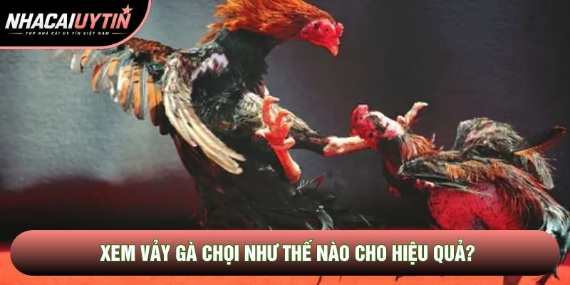 Xem vảy gà chọi như thế nào cho hiệu quả? Xem vảy gà chọi như thế nào cho hiệu quả?